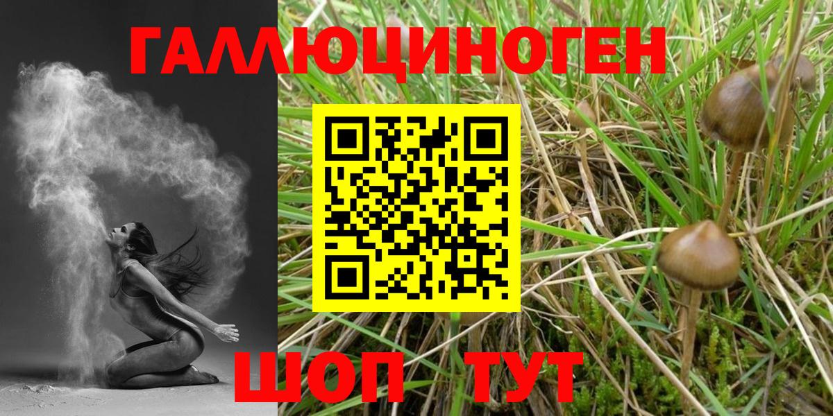 Галлюциногенные грибы Psilocybe Саратов